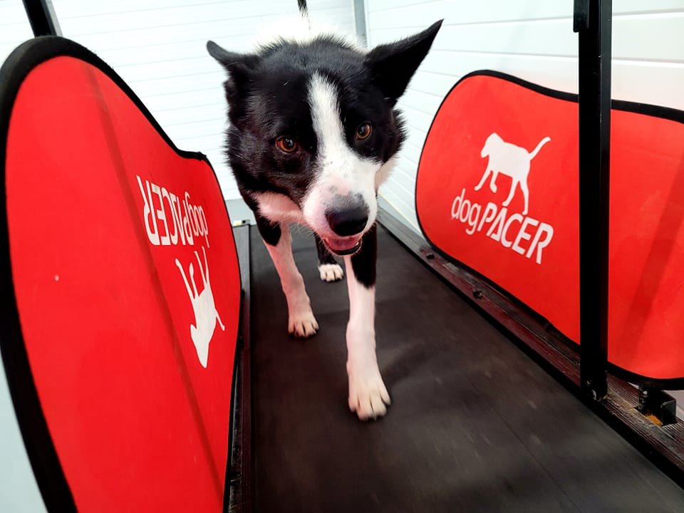 A dog exercising at Mósel