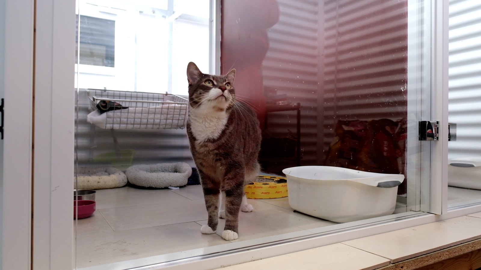 A cat in a room at Mósel